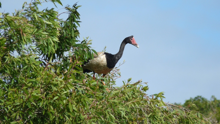 Gans auf dem Baum an Keetings Lagoon